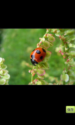 瓢虫壁纸 , Ladybug wallpaper截图1