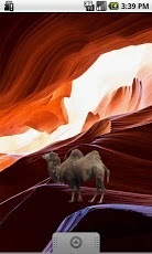 Camel Sticker截图1