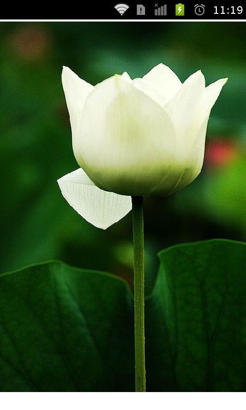 静心荷花桌面背景(高…截图3