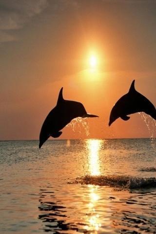 Dolphin wallpapers HD截图2