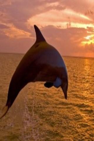 Dolphin wallpapers HD截图6