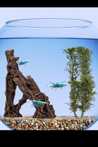 Blue shrimp live wallpaper截图2