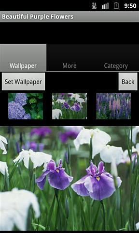 美丽的紫花壁纸截图2