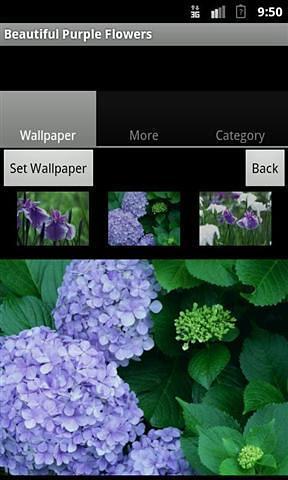 美丽的紫花壁纸截图3