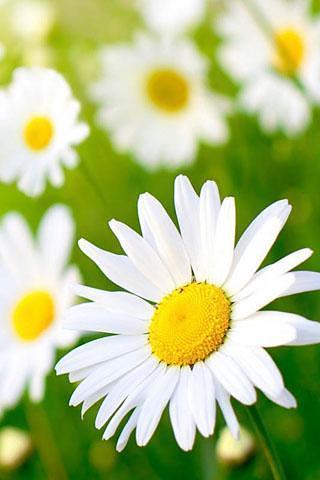 Spring Flower Theme Wallpaper截图1