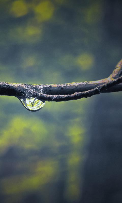 主题一清晨de雨露截图3