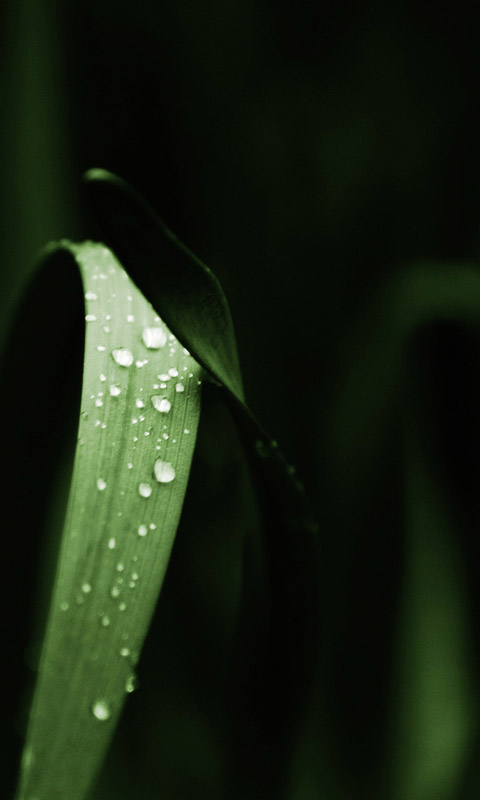 主题一清晨de雨露截图4