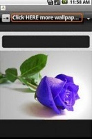 Beautiful Roses Wallpapers 截图1