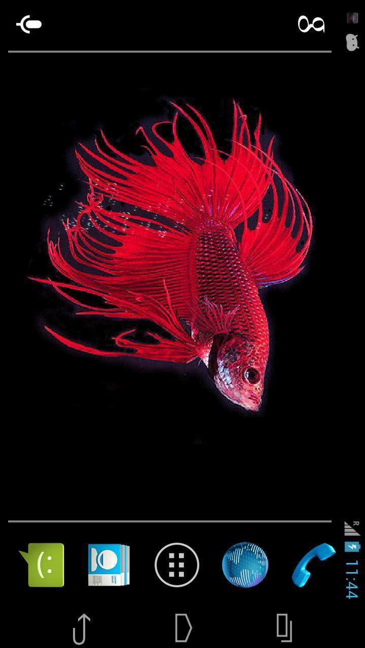 Betta Free截图2