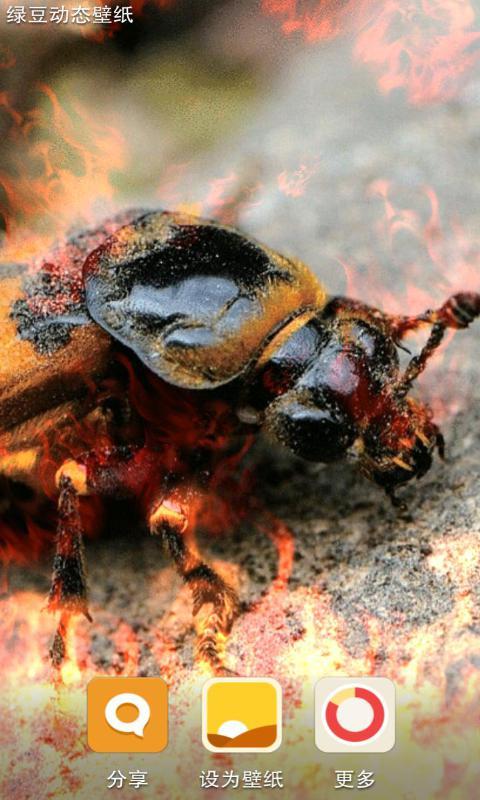 埋葬死亡的昆虫-绿豆动态壁纸截图4