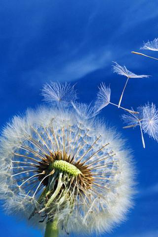 Galaxy S3 Dandelion LWP截图4