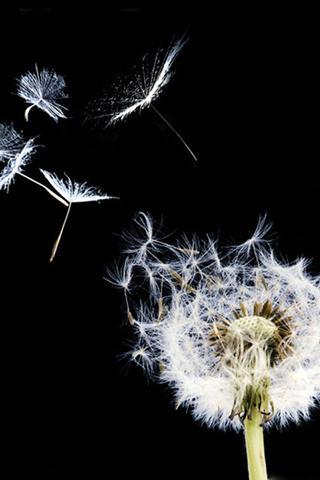 Galaxy S3 Dandelion LWP截图3