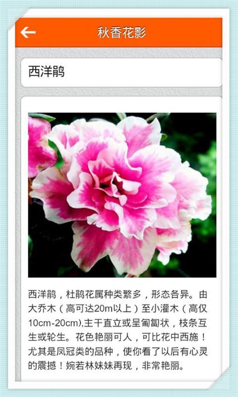 秋香花影截图5