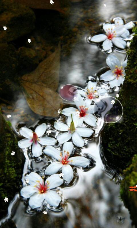 落花流水-绿豆动态壁纸截图1