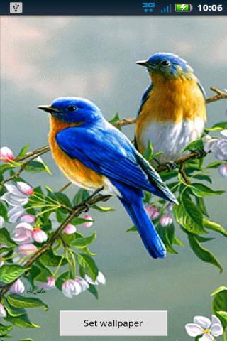 Blue Birds Live Wallpaper截图1