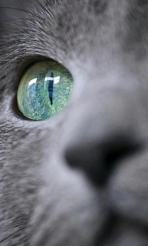 猫眼人生-绿豆动态壁纸截图1