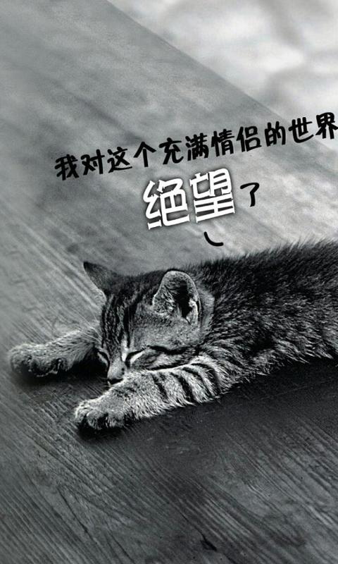 单身猫-绿豆动态壁纸截图2