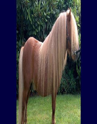 Top 20 Horse Breeds 1截图4