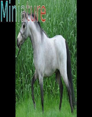 Top 20 Horse Breeds 1截图1