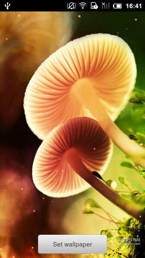 Dream Mushroom截图4