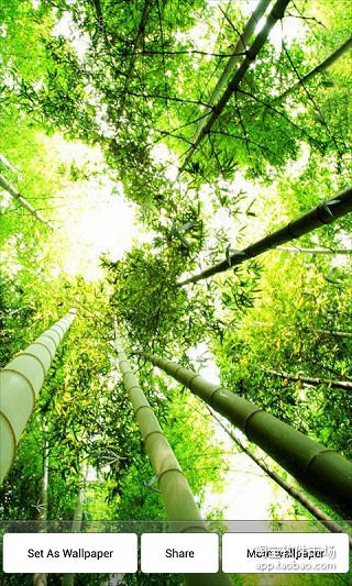 Bamboo Falling截图1