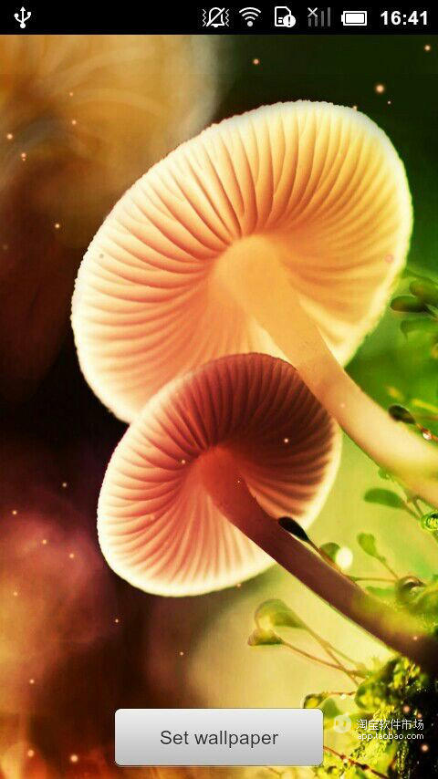 Dream Mushroom截图3