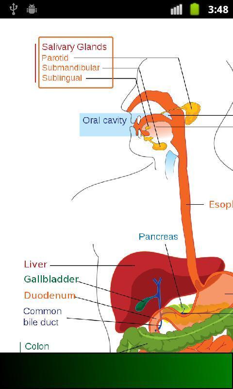 Anatomy Guide截图2