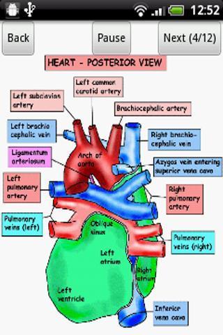 Anatomy Heart Lecture截图2