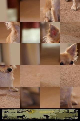 小狗拼图 Dog Puzzle: Chihuahua截图3