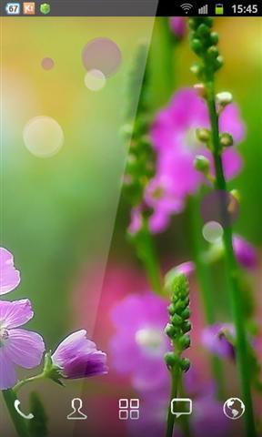 野生花卉壁纸 Image Wild Flowers截图2