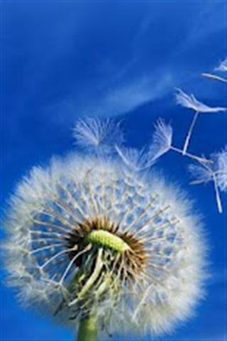 银河蒲公英 Galaxy S3 Dandelion截图4