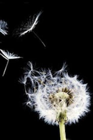 银河蒲公英 Galaxy S3 Dandelion截图1