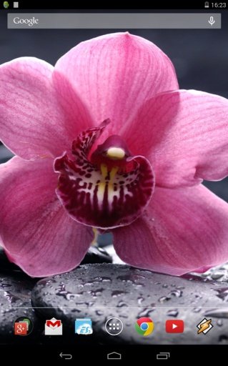 Orchids. Effect of water.截图2