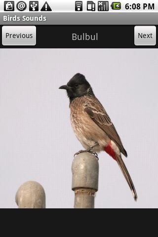 Free Birds Sounds截图1
