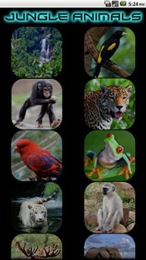 Kids - Jungle Animal Sounds截图8