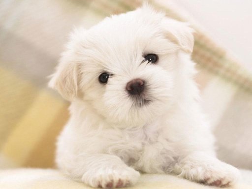 Cute Puppy Dog HD截图4