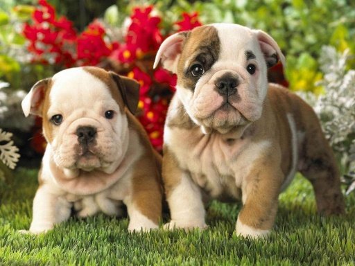 Cute Puppy Dog HD截图5