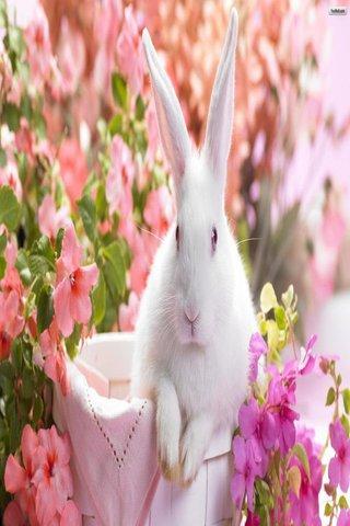 Bunny Wallpapers HD截图4