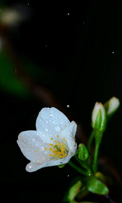 带露珠的白樱花-绿豆动态壁纸截图1