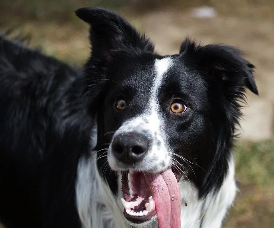 大胡子牧羊犬拼图截图1