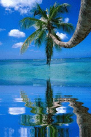 Tropical Palm And Sea Live Wal截图4