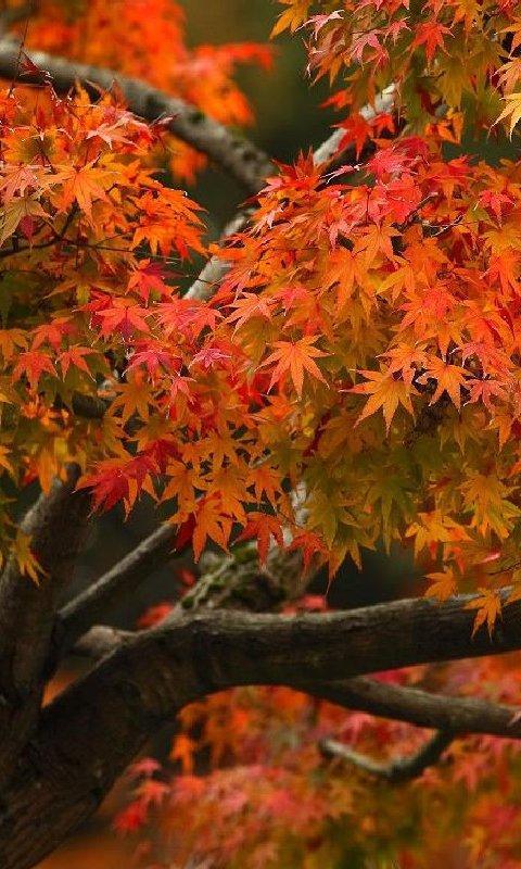 Sabae Autumn LiveWallpaper截图2