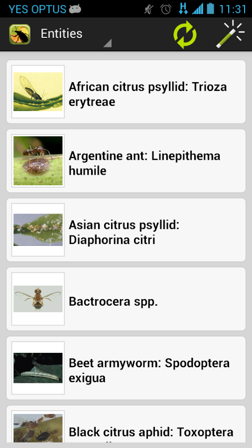 Citrus Pests Key截图2