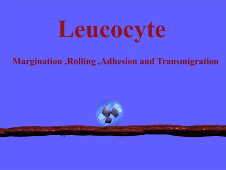 Leucocyte rolling Simula...截图1