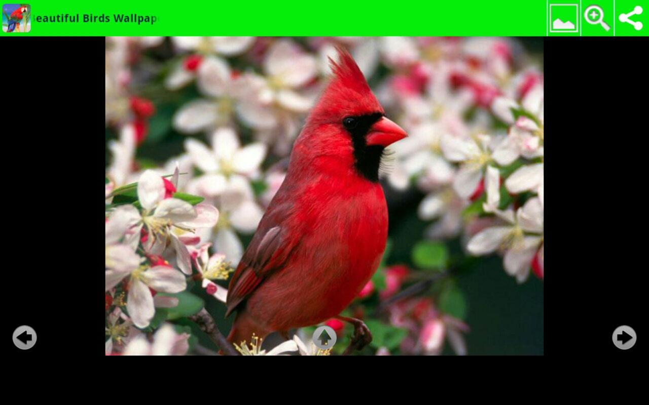 美麗的鳥兒壁紙截图4