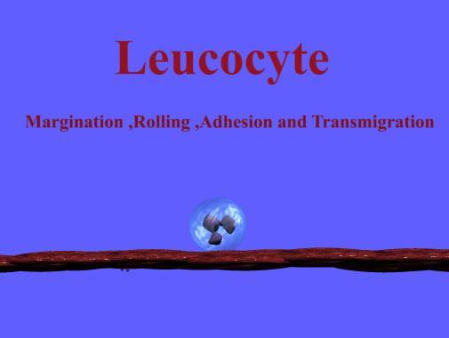 Leucocyte rolling Simula...截图3