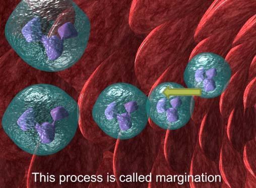 Leucocyte rolling Simula...截图2