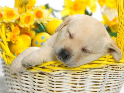 Cute Puppy Dog HD截图2