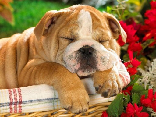 Cute Puppy Dog HD截图1