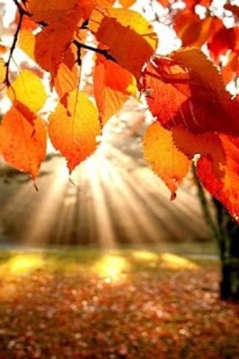 Autumn Tree Wallpaper截图5